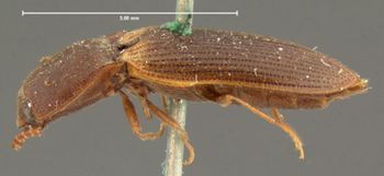 Media type: image;   Entomology 2549 Aspect: habitus lateral view